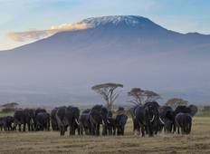 6 Tage/5 Nächte Abenteuer in Masai Mara, Lake Nakuru, Amboseli (Comfort) Rundreise