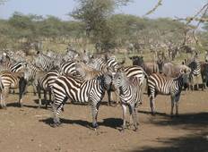 3 Tage /2 Nächte Masai Mara über das Große Rift Valley (Luxus) Rundreise