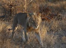 Manyeleti Kampeer Tour in het Kruger Nationaal Park-rondreis