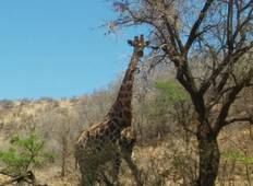 Pilanesberg Big 5 Reservat und Sun City Rundreise