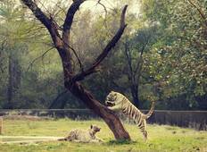 Nordindien Wildlife Safari Rundreise