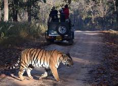 Tiger Safari in Indien inkl. Taj Mahal Rundreise