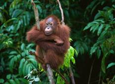 Borneo Entdeckungsreise Rundreise
