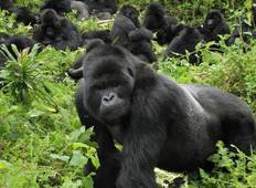Gorilla und Wildlife Safari - 4 Tage Rundreise