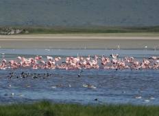 2 Day Tanzania Lodge Safari to Lake Manyara & Ngorongoro Crater Tour