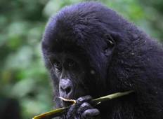 4 Days Uganda Gorilla Trekking, Chimps, Big 5 & Big Cats Safari Tour