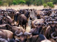 Tansania Mittelklasse-Safari (4 Tage) Rundreise