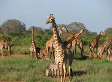 6 Dagen Serengeti Mid-Range Tarangire Manyara Ngorongoro Krater-rondreis