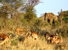 Das Beste aus Tansania Safari - 6 Tage (Mittelklasse) Rundreise