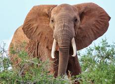 Safari in Tsavo East und Amboseli Nationalpark - 3 Tage  Rundreise