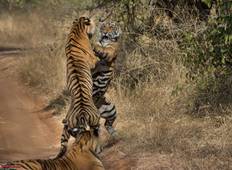 Golden Triangle Tour with Ranthambore with 5 Star Hotels Tour