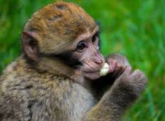 Murchison Budget-Safari inkl. Schimpansen-Trekking - 5 Tage Rundreise