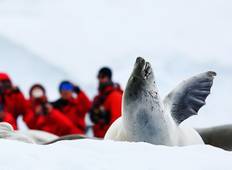 Weihnachten in der Antarktis (11 Tage) Rundreise