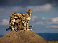 4 Day Amboseli National Park Safari Tour