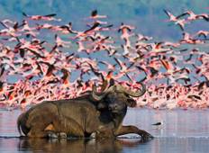 Masai Mara und Lake Nakuru Luxus-Safari - All-Inclusive Privatreise - 4 Tage Rundreise
