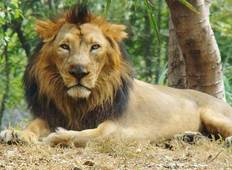 10-Day Unforgettable  Wildlife Tour of Gujarat from Ahmedabad: Asiatic Lions, Wild Asses & Greater Flamingoes Tour
