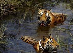 Wildtier-Safaris in Zentralindien ab Jabalpur mit Ende in der Tempelstadt Khajurhao - 10 Tage Rundreise