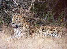 Leoparden und einheimische Vögel von Sri Lanka - Kostenloses Upgrade auf Private Tour verfügbar Rundreise