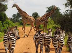 3 Days - Mikumi National Park Wildlife Safari Tour