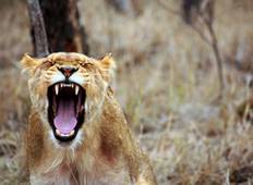 Spektakuläre Tansania-Safari - 10 Tage Rundreise