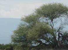 Budget-Safari in Kenia - 7 Tage Rundreise