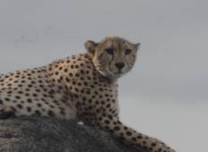 Kenia Nationalpark Safari - 9 Tage Rundreise