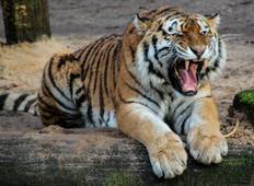 Golden Triangle Tour With Ranthambhore National Park - ALL INCLUSIVE Tour