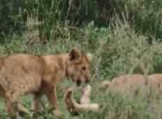 Tansania - Große Tierwanderung Safari (Dezember-April) - 8 Tage Rundreise