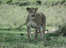 Tarangire, Serengeti & Ngorongoro Safari - 4 Tage  Rundreise