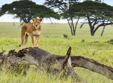 Reichtum von Tansania: Luxus-Safari - 7 Tage Rundreise