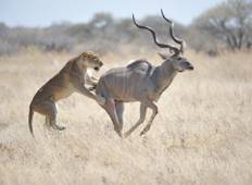 Mabula Privates Wildreservat Safari Rundreise
