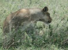 Tansania Luxus-Safari zur große Wildtier-Wanderung - 5 Tage Rundreise