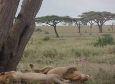 Klassische Kenia Safari - 12 Tage Rundreise