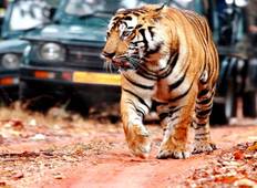 Indiens Goldenes Dreieck Budget Rundreise mit Tiger-Safari in Ranthambhore Nationalpark Rundreise