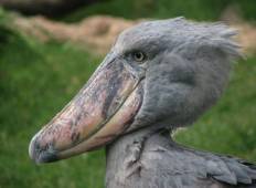 Zambia: Ongelooflijke Shoebill Stork & andere vogelsoorten spotten in Bangweulu wetlands & Lochinvar gedurende 15 dagen.-rondreis