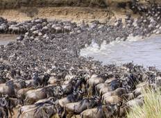 5 Days Serengeti Wildebeest Migration tour Tour