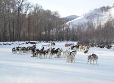 Hondenslee- en paardrijtocht in Mongolië 2022-rondreis