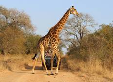 8 Tage Das Beste aus Zambia, Botswana (Chobe) und Simbabwe (Hwange) Wildlife Safari Rundreise Rundreise