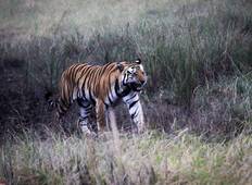 India Wildlife Fotografie Tour-rondreis