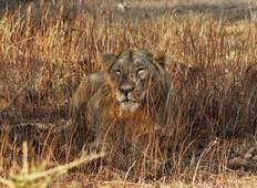 12 Days Gujarat Wildlife Tour Package with Asiatic Lions from Mumbai Tour