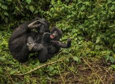 Uganda Luxus Gorilla Abenteuer fliegen - 5 Tage Rundreise