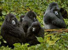 Uganda Gorilla Trekking & Ruanda kulturelle Safari - 5 Tage Rundreise