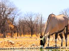 Etosha Nationalpark Luxus-Safari Rundreise