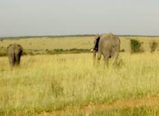 Safari in Kenia (Privatrundreise) - 10 Tage Rundreise