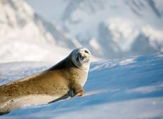 Realm of Penguins & Icebergs (11 Days) Tour