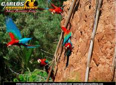 Macaw Clay Lick & Sandoval Lake 4 Days/3 Nights Tour