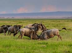 9 dagen 8 nachten Masai Mara, Serengeti, Ngorongoro, Tarangire & Amboseli Nationale Parken-rondreis