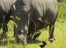 Safari in Uganda: Nashörner, Gorilla, Wildtiere und Schimpansen - 9 Tage  Rundreise