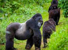 Uganda Safari: Primaten und Tierwelt - 12 Tage Rundreise
