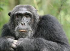 Chimp tracking in Kibale - 3 dagen-rondreis